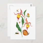 Frauenorchid - Vintage botanische Kunst - Postkarte (Vorne/Hinten)