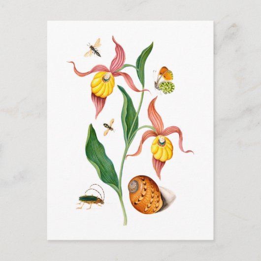 Frauenorchid - Vintage botanische Kunst - Postkarte (Vorderseite)