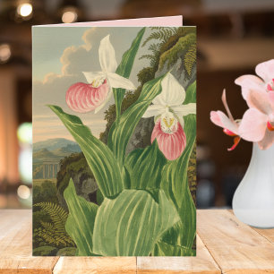 Frauenschuh alte botanische Orchidee Karte