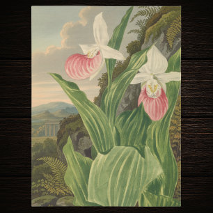 Frauenschuh alte Floral Orchidee Botanik Seidenpapier