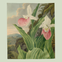 Frauenschuh alte Floral Orchidee Botanik