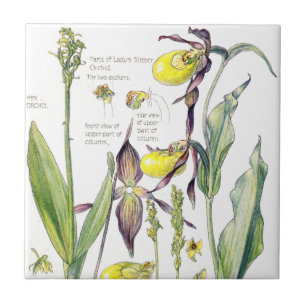 Frauenschuh-Orchideen-Wildblumen-Blumen-Fliese Fliese