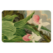 Frauenschuh Vintage-Botanik-Orchidee Magnet (Horizontal)