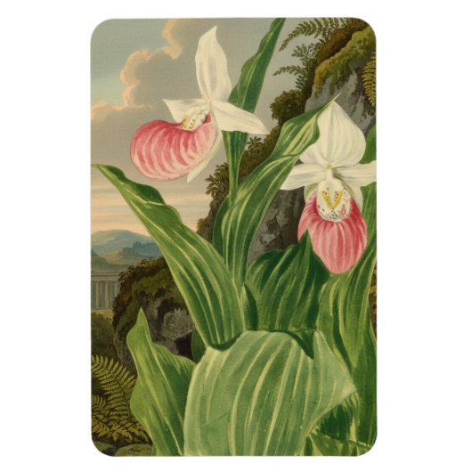 Frauenschuh Vintage-Botanik-Orchidee Magnet (Vertikal)