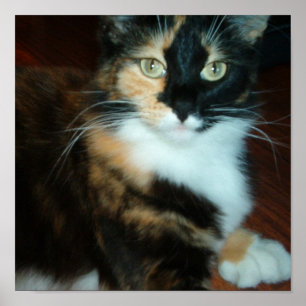 Fräulein. Miezekatze Poster