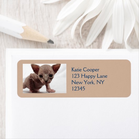 Freaky Niedlich Furless Sphynx Kitten (Insitu)