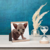 Freaky Niedlich Furless Sphynx Kitten Fotoplatte (InSitu)