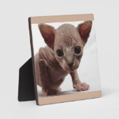 Freaky Niedlich Furless Sphynx Kitten Fotoplatte (Vorderseite)