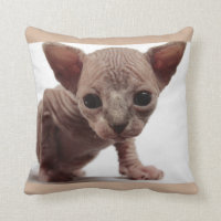 Freaky Niedlich Furless Sphynx Kitten