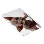 Freaky Niedlich Furless Sphynx Kitten Magnet (Rechte Seite)