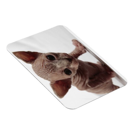 Freaky Niedlich Furless Sphynx Kitten Magnet (Rechte Seite)