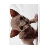 Freaky Niedlich Furless Sphynx Kitten Magnet (Vertikal)
