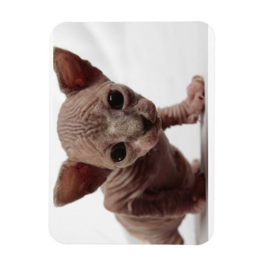 Freaky Niedlich Furless Sphynx Kitten Magnet (Vertikal)