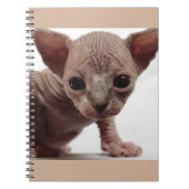 Freaky Niedlich Furless Sphynx Kitten Notizblock (Vorderseite)