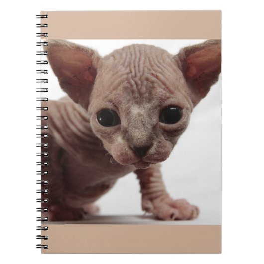 Freaky Niedlich Furless Sphynx Kitten Notizblock (Vorderseite)
