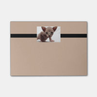 Freaky Niedlich Furless Sphynx Kitten