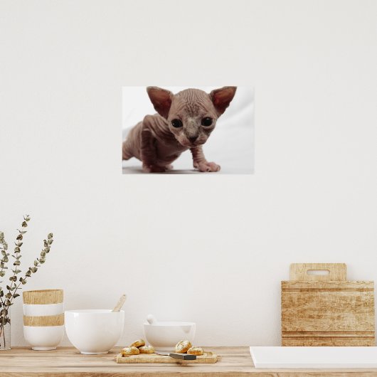 Freaky Niedlich Furless Sphynx Kitten Poster (Küche)
