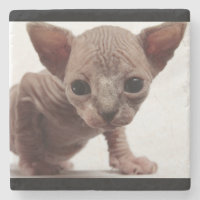 Freaky Niedlich Furless Sphynx Kitten