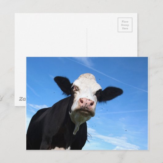 freche Kuh Postkarte (Vorne/Hinten)