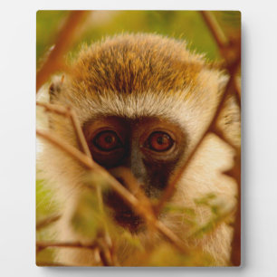 Frecher Affe. Fotoplatte