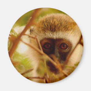 Frecher Affe. Magnet