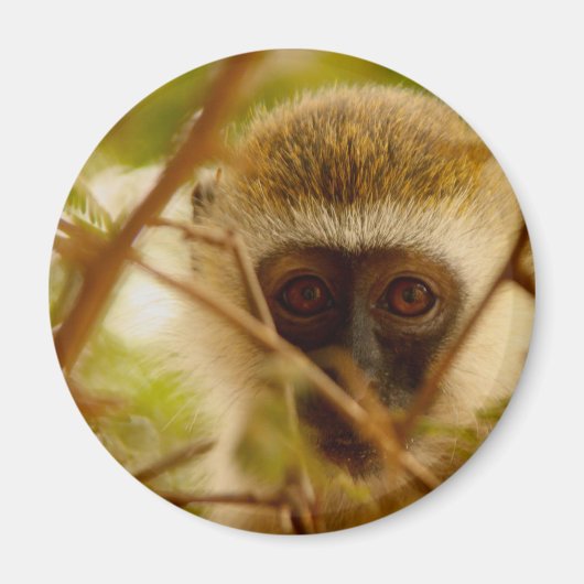 Frecher Affe. Magnet (Vorne)