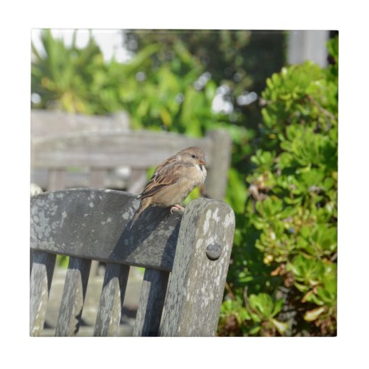 Frecher Spatz Fliese (Vorderseite)