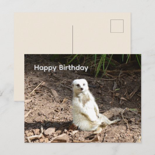 Frecher Weißer Erdmännchen, Geburtstagskarte Postkarte (Vorne/Hinten)