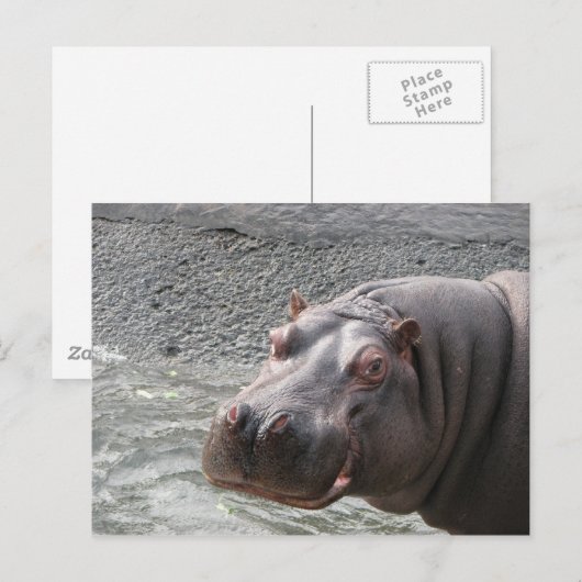 Freches Flusspferd! Postkarte (Vorne/Hinten)