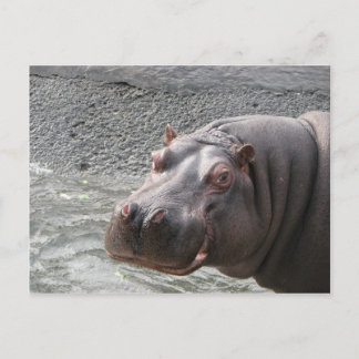 Freches Flusspferd! Postkarte