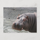 Freches Flusspferd! Postkarte (Vorderseite)