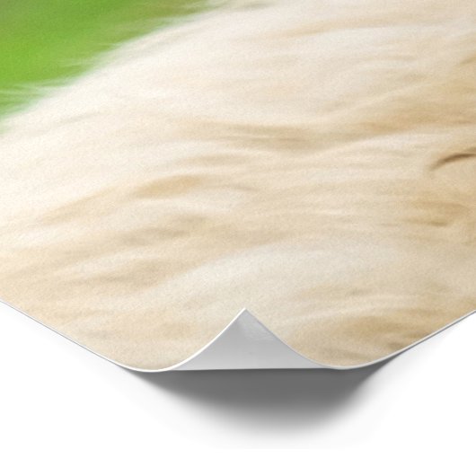 Freches, lustiges Schaf, das die Zunge herausquets Poster (Ecke)