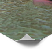 Freckled Hawkfish Pair Poster (Ecke)