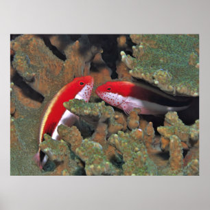 Freckled Hawkfish Pair Poster