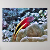 Freckled Hawkfish Poster (Vorne)