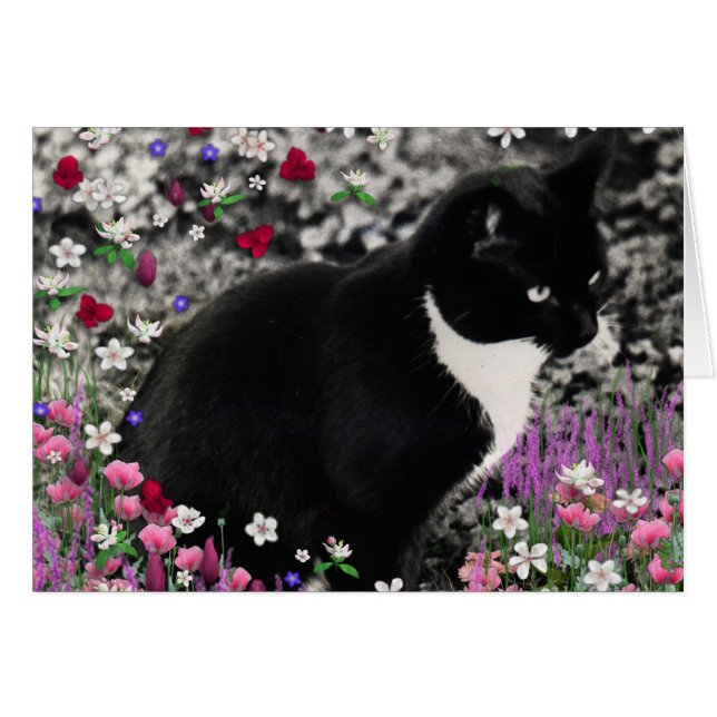 Freckles der Blume II - Tuxedo Cat (Vorderseite (Horizontal))