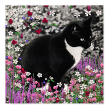 Freckles in Blume II - Tuxedo Kitty Cat