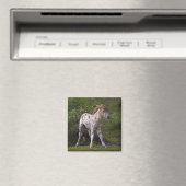 Freckles Magnet (In Situ (Geschirrspüler))