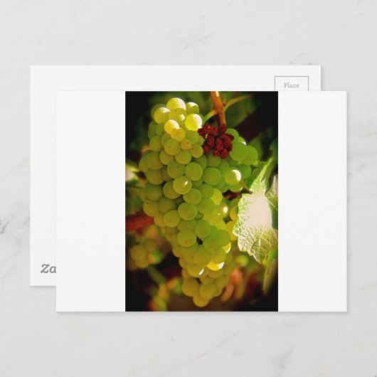 Freckles Postkarte (Vorne/Hinten)