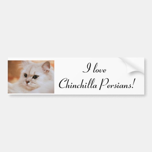Freddie ~ Chinchilla-Perser Autoaufkleber (Vorne)