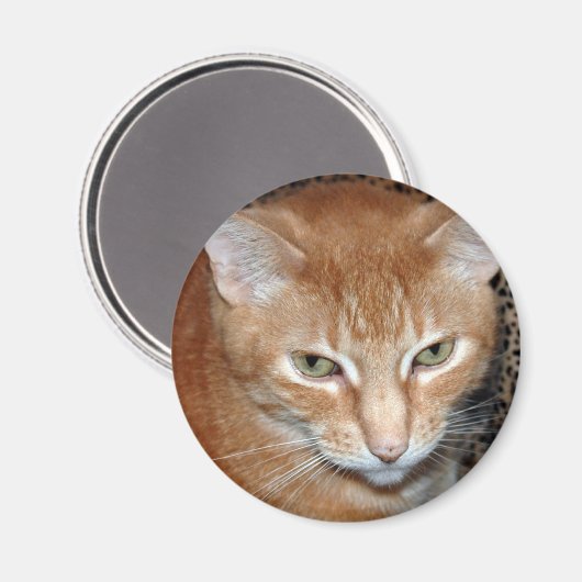 Freddie Magenet Magnet (Vorderseite/Rückseite)