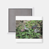 Free Family Tree Nymph, Blue Tiger Butterflies Magnet (Vorderseite/Rückseite)