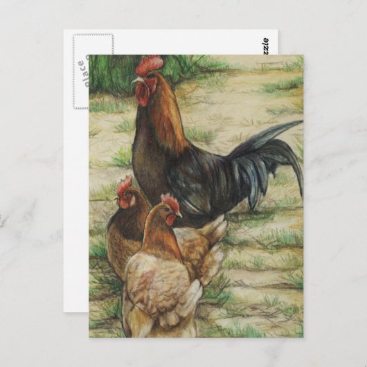 "Free Range" Rooster & 2 Hens Postcard Postkarte (Vorne/Hinten)