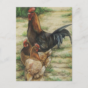 "Free Range" Rooster & 2 Hens Postcard Postkarte