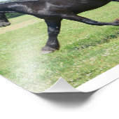 Freedom Friesian Stallion Fotodruck (Ecke)