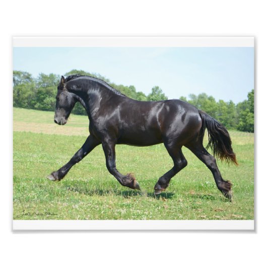 Freedom Friesian Stallion Fotodruck (Vorne)