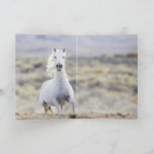 Freedom's Head Shake Wild Horse Grußkarte Karte (Innenseite)