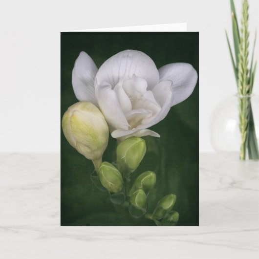 Freesia Blume Card Karte (Vorderseite)
