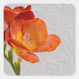 Freesia-Blumen-Aufkleber mit Copyspace Quadratischer Aufkleber