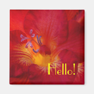 Freesia Hallo! Magnet